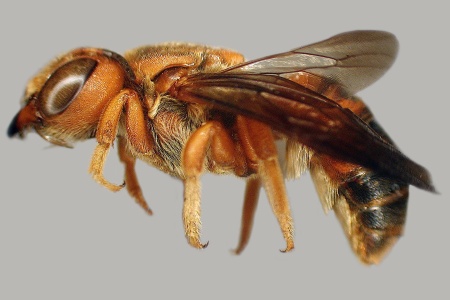 [Aztecanthidium xochipilli male (lateral/side view) thumbnail]